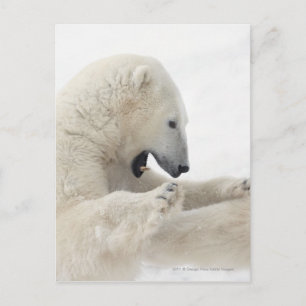 Eisbär, der mit einem anderen Bären kämpft Postkarte