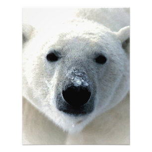 Eisbär Fotodruck