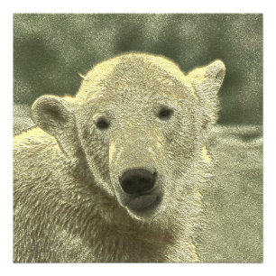Eisbär Fotodruck