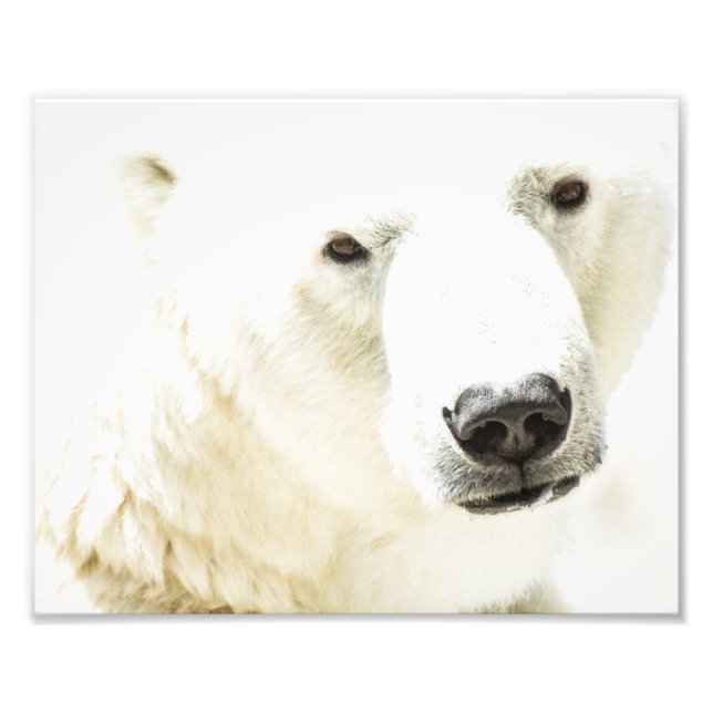 Eisbär Fotodruck (Vorne)