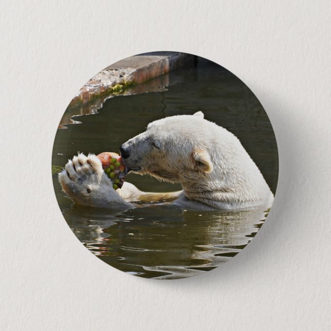 Eisbar frisst Frucht-Abzeichen Button (Vorderseite)