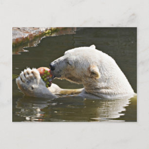 Eisbar frisst Obst Gruß Postkarte