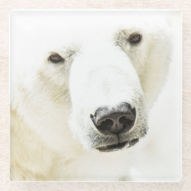 Eisbär Glasuntersetzer (Vorderseite)