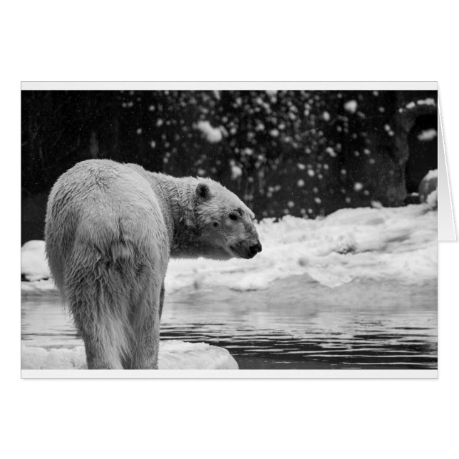 Eisbär im Schnee (Vorderseite (Horizontal))