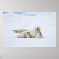 Eisbär im Schnee, Norwegen
