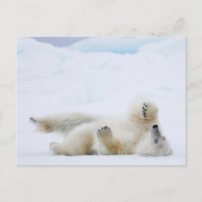 Eisbär im Schnee, Norwegen Postkarte (Vorderseite)