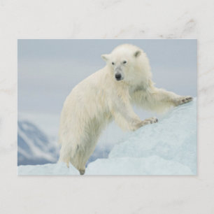 Eisbär im Sommer Postkarte