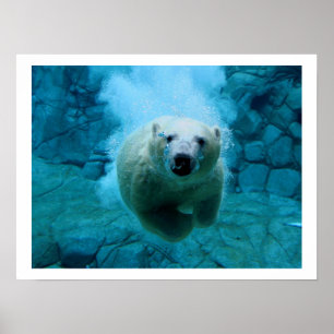 Eisbär im Wasser Poster