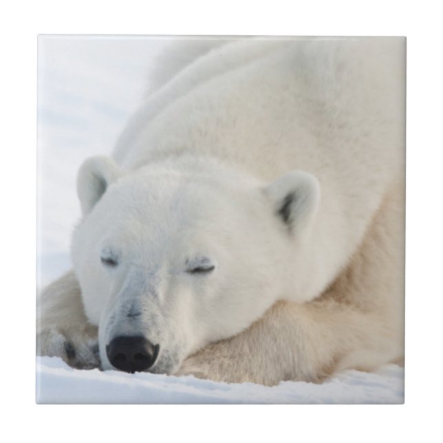 Eisbär im Winter Fliese (Vorderseite)