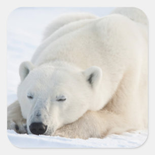 Eisbär im Winter Quadratischer Aufkleber