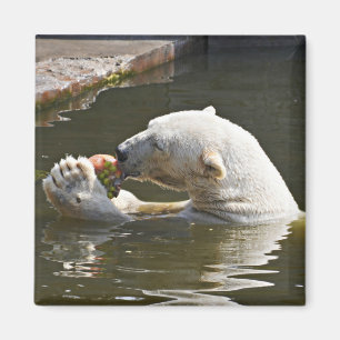 Eisbär isst Früchte-Emblem Magnet