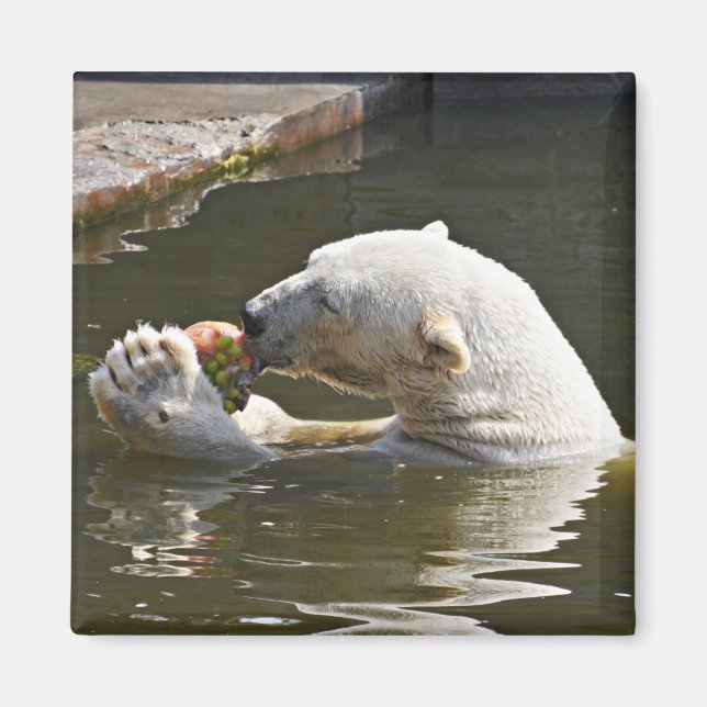 Eisbär isst Obst im Wasser Magnet (Vorne)