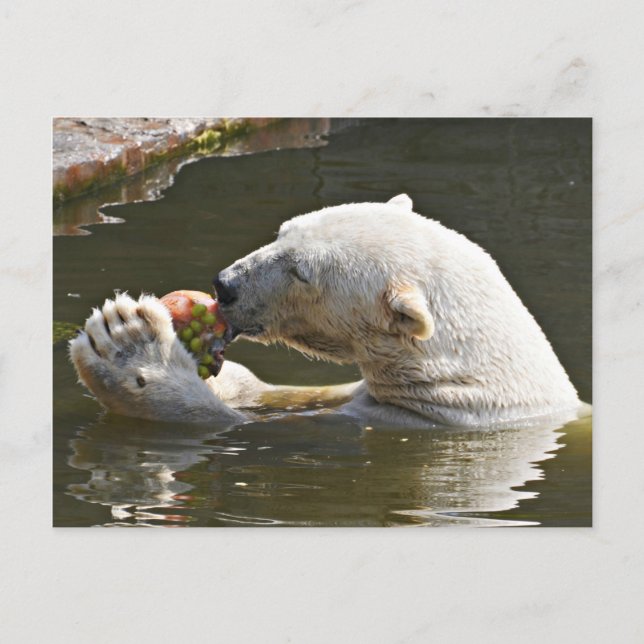 Eisbär isst Obst im Wasser Postkarte (Vorderseite)