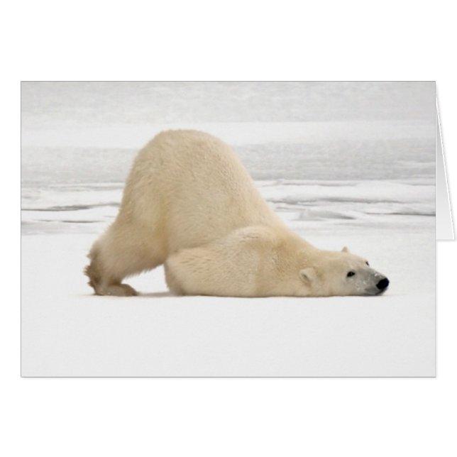 Eisbär kratzt sich auf gefrorener Tundra (Vorderseite (Horizontal))