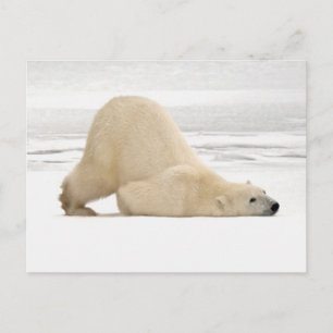 Eisbär kratzt sich auf gefrorener Tundra Postkarte