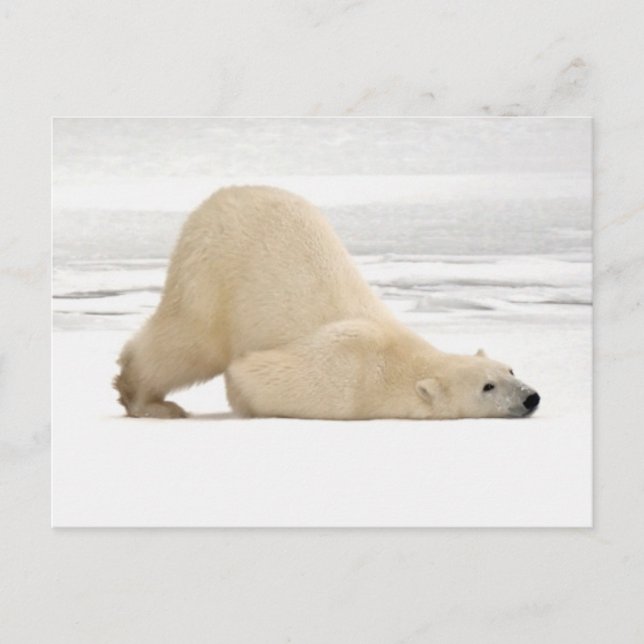 Eisbär kratzt sich auf gefrorener Tundra Postkarte (Vorderseite)
