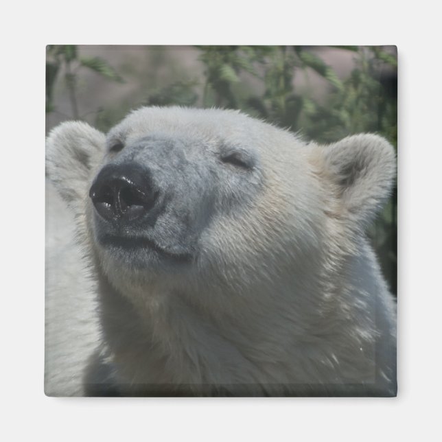 Eisbär Magnet (Vorne)