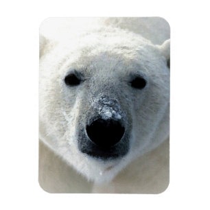 Eisbär Magnet