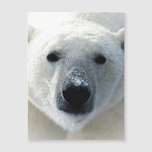 Eisbär Magnetkarte
