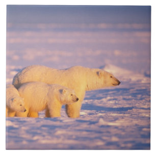 Eisbär-Mutter mit Frühlingsjungen auf dem gefroren Fliese