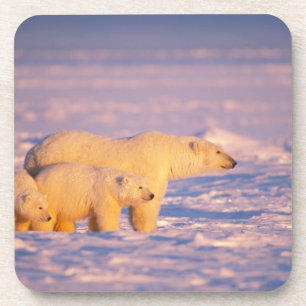 Eisbär-Mutter mit Frühlingsjungen auf dem gefroren Getränkeuntersetzer