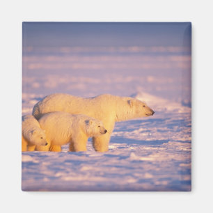 Eisbär-Mutter mit Frühlingsjungen auf dem gefroren Magnet