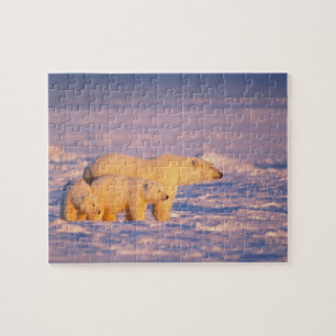 Eisbär-Mutter mit Frühlingsjungen auf dem gefroren Puzzle