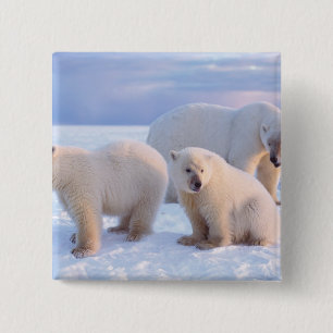 Eisbär-Mutter mit Jungen auf dem Packeis der Küste Button