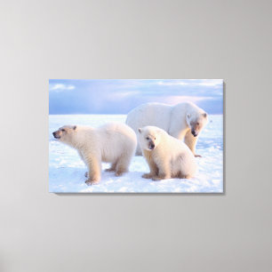 Eisbär-Mutter mit Jungen auf Packeis der Küste Leinwanddruck