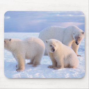 Eisbär-Mutter mit Jungen auf Packeis der Küste Mousepad