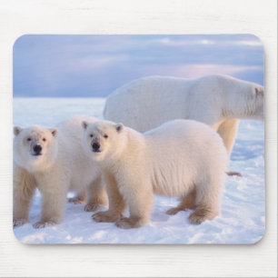 Eisbär-Mutter mit Jungen auf Packeis, Küste Mousepad