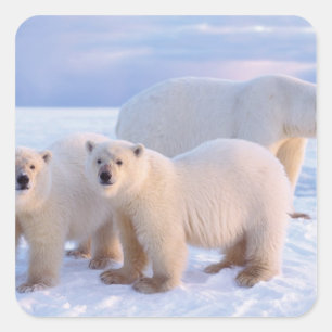 Eisbär-Mutter mit Jungen auf Packeis, Küste Quadratischer Aufkleber