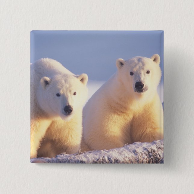 Eisbär-Mutter mit Jungtier auf Packeis Button (Vorderseite)