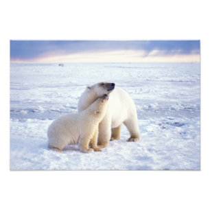 Eisbär-Mutter mit Jungtier, Rudel Fotodruck