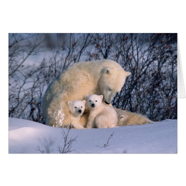 Eisbär-Mutter sitzt mit Zwillingen, (Vorderseite (Horizontal))