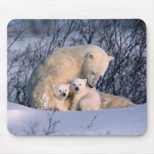 Eisbär-Mutter sitzt mit Zwillingen, Mousepad (Vorne)