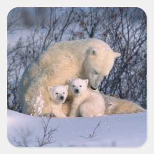 Eisbär-Mutter sitzt mit Zwillingen, Quadratischer Aufkleber