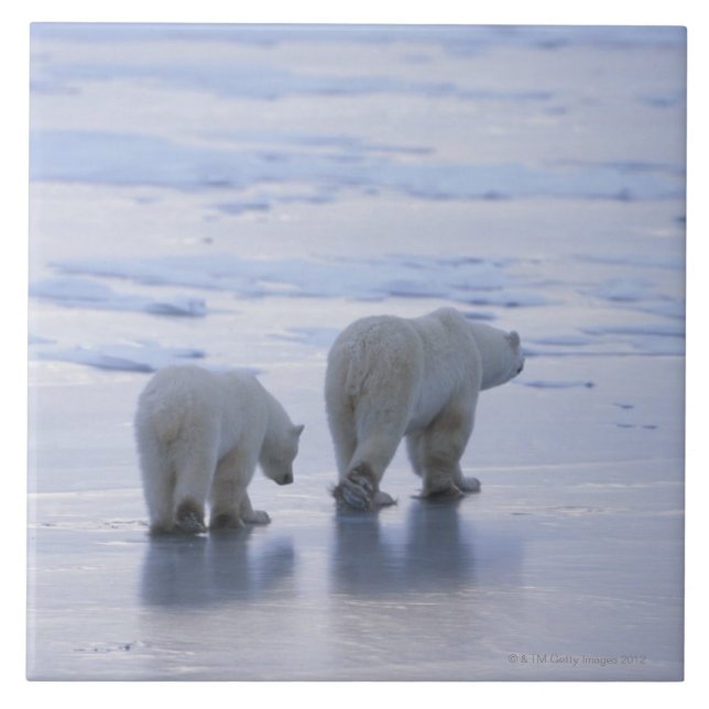 Eisbär-Mutter und CUB Fliese (Vorderseite)