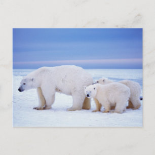 Eisbär-Muttertier mit Jungen Postkarte