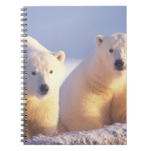Eisbär-Muttertier mit Jungtier auf Packeis Notizblock