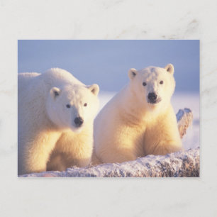 Eisbär-Muttertier mit Jungtier auf Packeis Postkarte