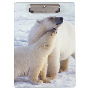 Eisbär-Muttertier mit Jungtier, Packeis Klemmbrett