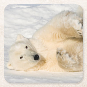 Eisbär nahe Hudson Bay Rechteckiger Pappuntersetzer