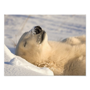 Eisbär-Nickerchen Fotodruck