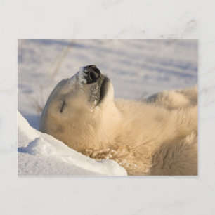 Eisbär-Nickerchen Postkarte