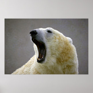Eisbär Poster