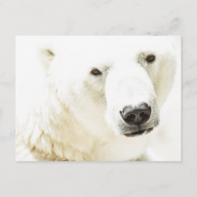 Eisbär Postkarte (Vorderseite)