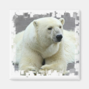 Eisbär-quadratischer Magnet