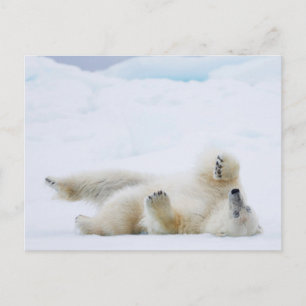 Eisbär rollt im Schnee, Norwegen Postkarte