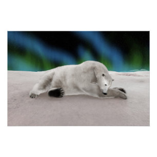 Eisbär ruht poster